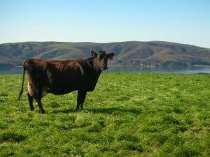 Organic Dairy Cows