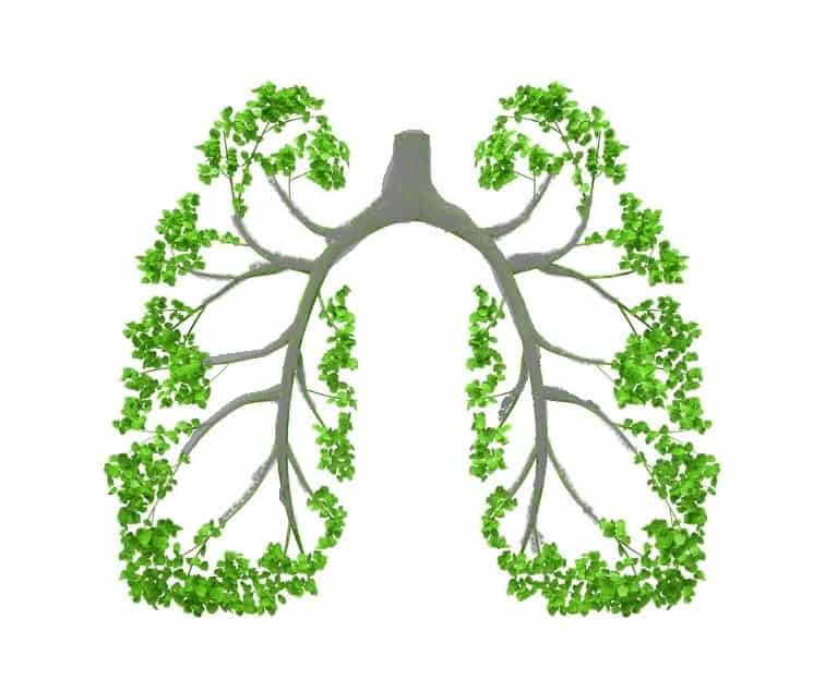 Lungs - tree